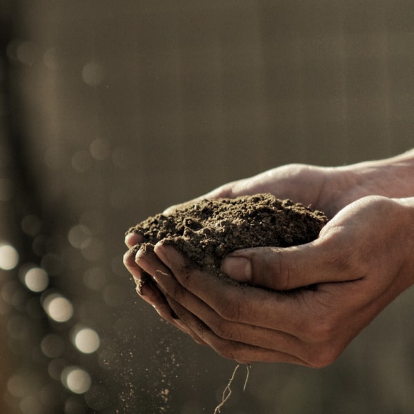 Agriculture concept with soil in hands representing farming and cultivation